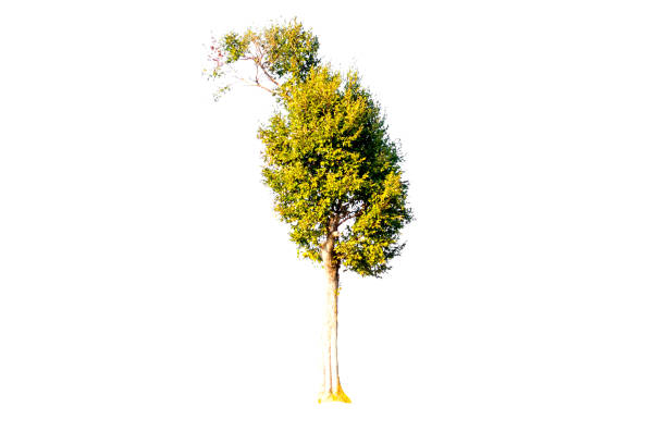 istock Tropical tree in thailand 640328750