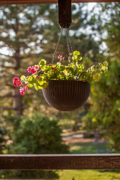 flowers in pots hang on the street stock photo