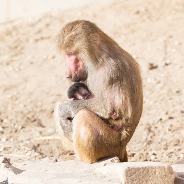 proboscis monkey or nasalis larvatus