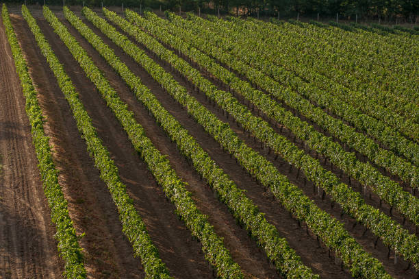 istock panoramic view of the vineyards fields 640329716