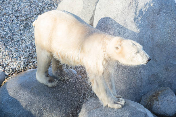 Close-up of a polarbear (icebear) in captivity, selective focus on the eye