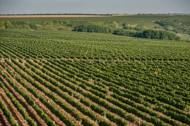 panoramic view of the vineyards fields stock photo