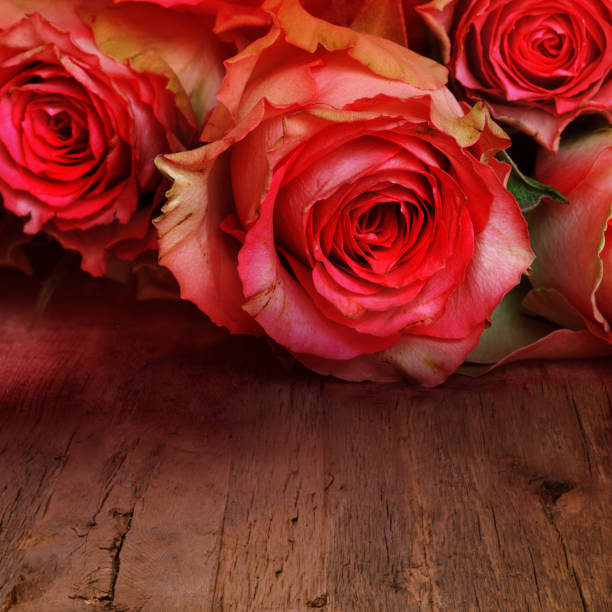 red roses for a love message - textraum imagens e fotografias de stock