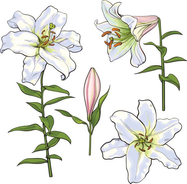 набор нарисованных вручную белых цветов лилии, сбоку, сверху - lily white easter single flower stock illustrations