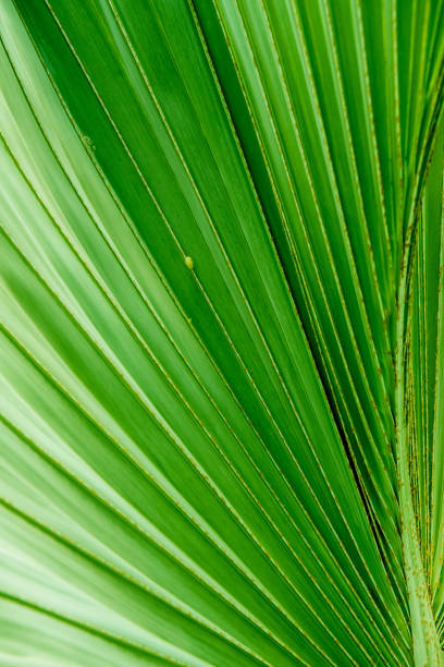 istock green leaf background and nature texture 640332460
