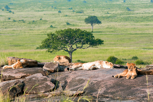 Tired Lions resting and sleeping on rocks