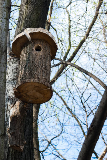 istock The birdhouse on the tree 640336392