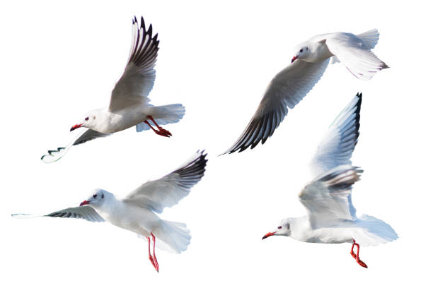 istock Seagulls flying style Isolated on white background,clipping path 640336840