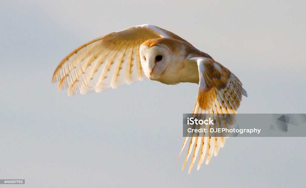 Barn Owl in flight with beautiful light on the feathers Owl Stock Photo