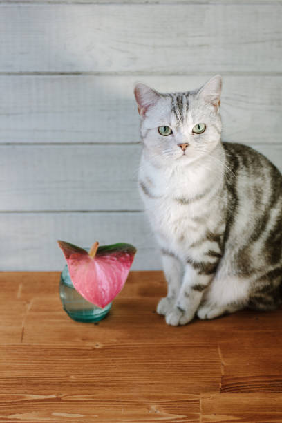istock Nice aroma concept - cat sitting behind the nice scent flower. 640339308