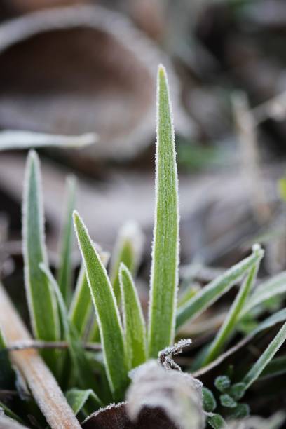 istock Frosted Blades of Grass 640340224