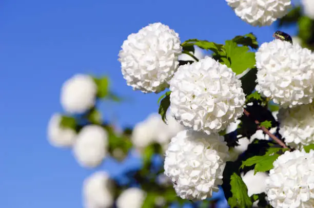 beautiful white viburnum flowers in spring