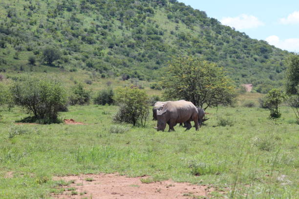 istock White Rhino in African plain 640341862