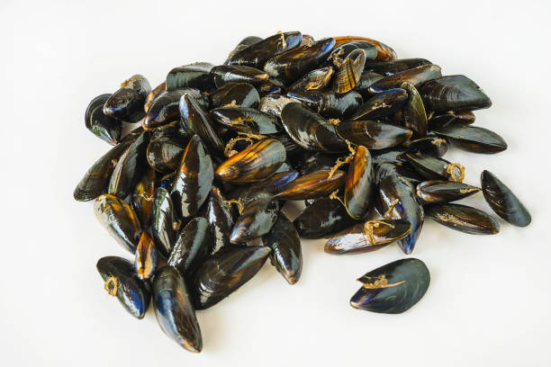 istock sea food concept 640343180