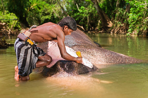 istock Mahout bathing his elephant in the river 640344412