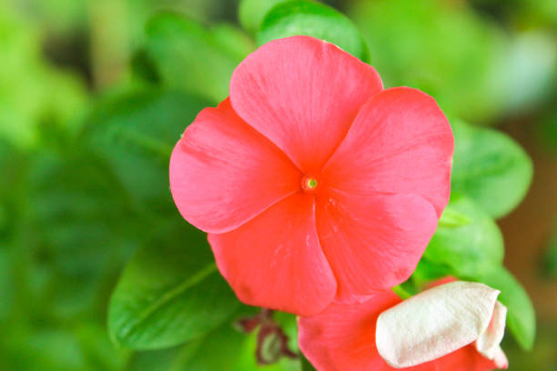 istock Pink Flower Detail 640345320