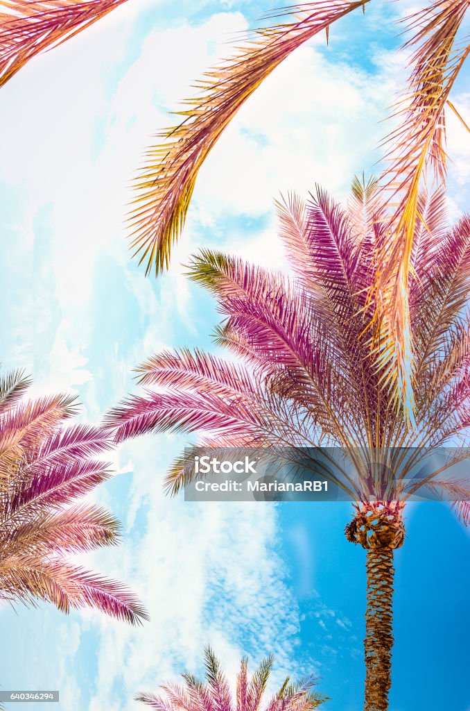 Beautiful Exotic Nature In Hot Country Stock Photo - Download Image Now -  Arizona, Backgrounds, Beach - iStock