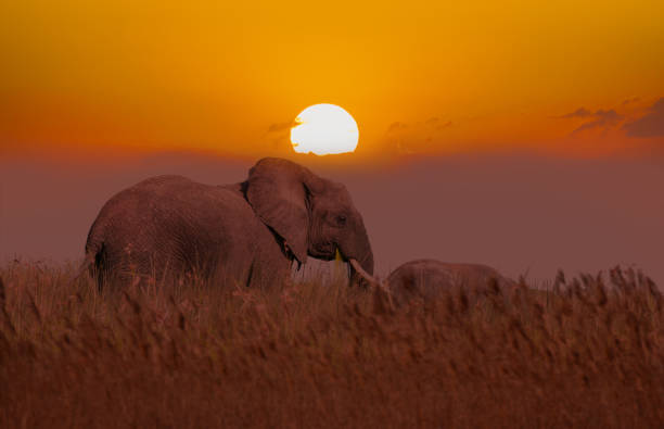 istock African Mother Elephant and baby 640346840