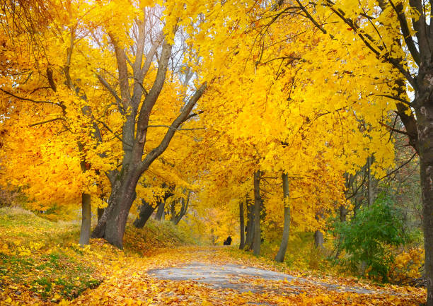 istock Autumn in the park 640348674