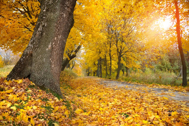 istock Autumn in the park 640348772