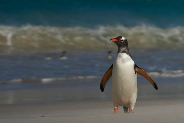 istock Gentoo Penguin on Bleaker Island 640348780