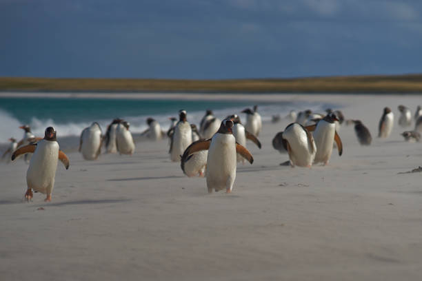 gentoo penguins on bleaker island - bird black penguin gentoo penguin imagens e fotografias de stock