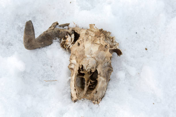 istock Skeleton of an animal on snow 640349392