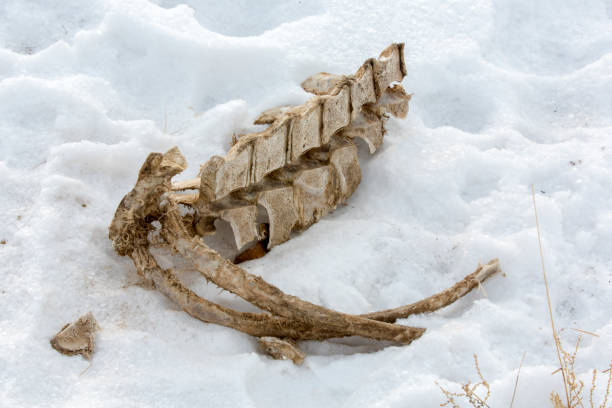 istock Skeleton of an animal on snow 640349490