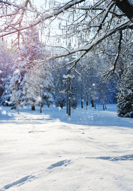 istock Winter forest in a frosty sunny day 640350702