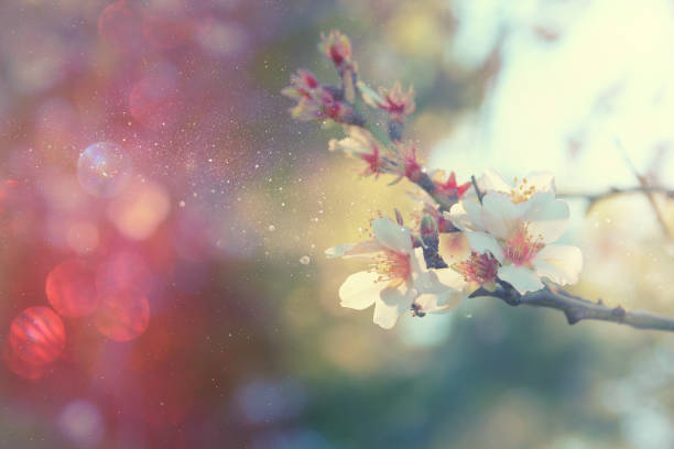 istock Abstract background of white cherry tree 640351194