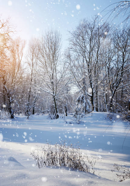 istock Winter forest in a frosty sunny day 640351536