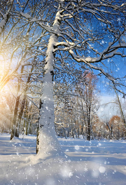 istock Beautiful winter landscape 640351766
