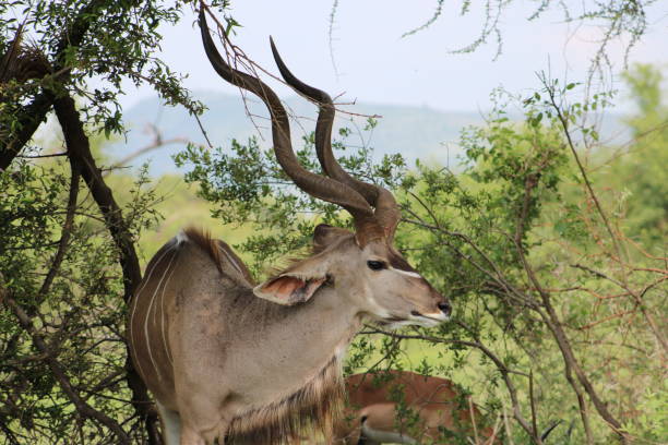 istock Male Kudu grazing 640353052