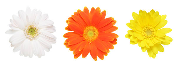 istock Flower head of the transvaal daisy 640353700