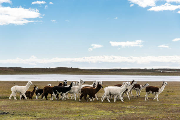manada de llamas en pampas - mountain famous place livestock herd fotografías e imágenes de stock