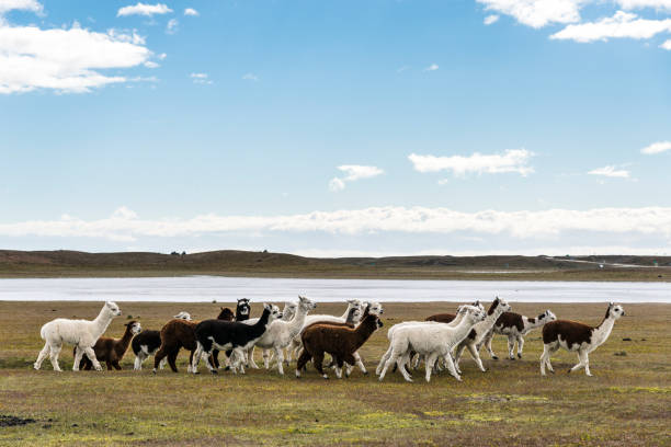 herd of llamas in Pampas A herd of llamas in Pampas mountain famous place livestock herd stock pictures, royalty-free photos & images