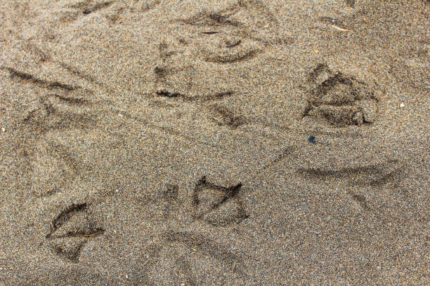 istock Birds Tracks in the Sand 640354194