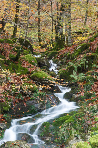 istock Irati forest, Pamplona, Navarra, Spain. 640356072