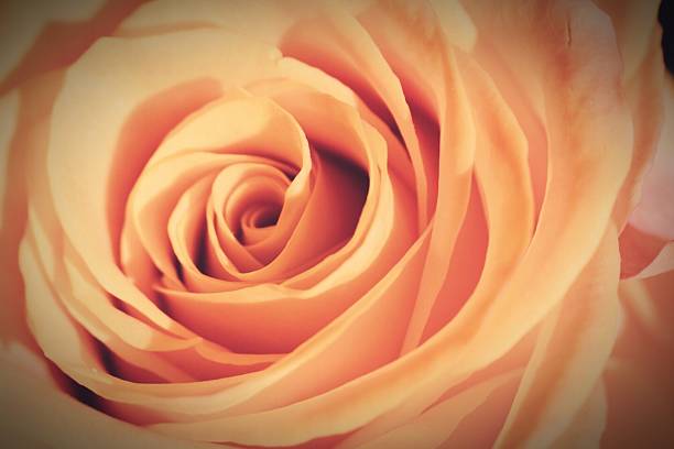 istock Close-Up Of Rose 640371855