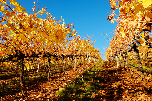 Blooming cherry trees under a blue sky in Frauenstein - Germany in the Rheingau