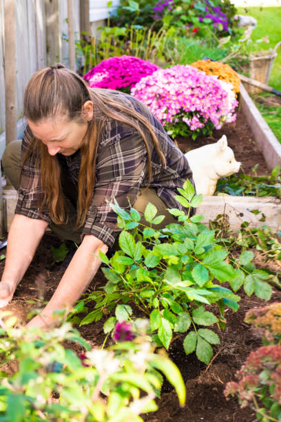 istock Woman Doing Fall Maintenance In Her Garden 640774828