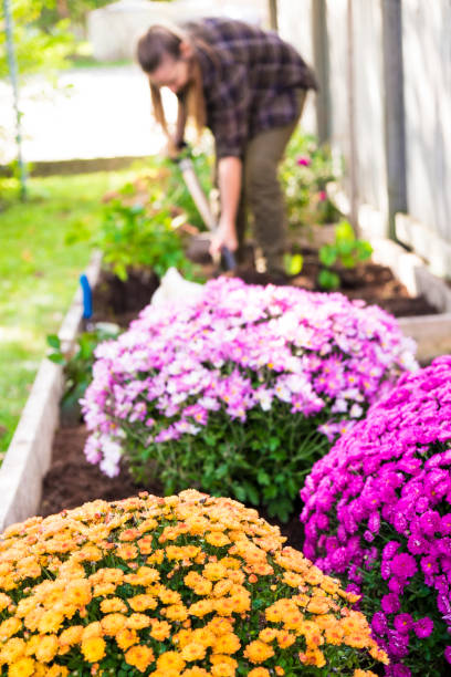 istock Woman Doing Fall Maintenance In Her Garden 640774868