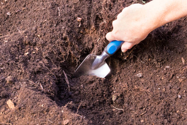 istock Woman Doing Fall Maintenance In Her Garden 640775182