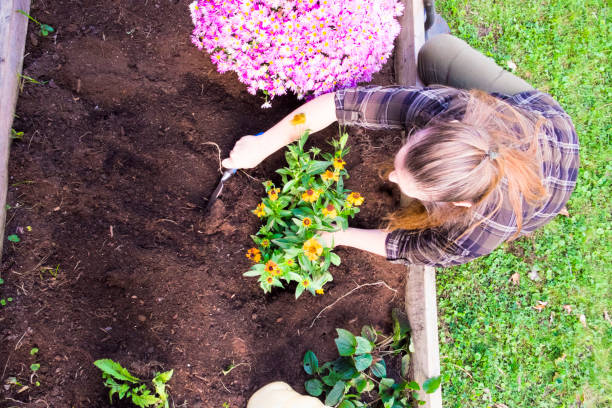 istock Woman Doing Fall Maintenance In Her Garden 640775204