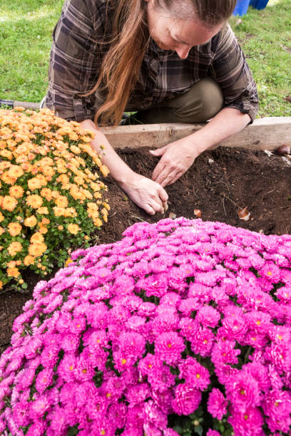 istock Woman Doing Fall Maintenance In Her Garden 640775630