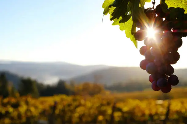 A sunburst through a bunch of ripe grapes in a hillside vineyard in the foothills of the California Sierra Nevada