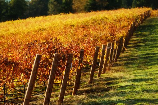 Autumn colors on rows of vineyard grapevines