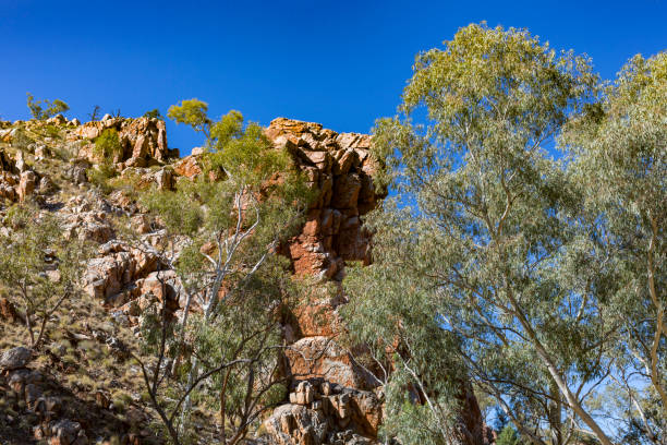 istock Eucalyptus Trees at Standley Chasm in the Northern Territory, Australia 640791144