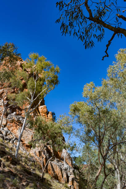 istock Eucalyptus Trees at Standley Chasm in the Northern Territory, Australia 640791164