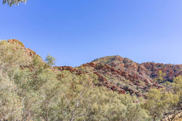 istock Eucalyptus Trees at Standley Chasm in the Northern Territory, Australia 640791166